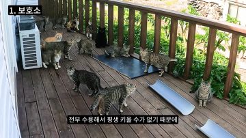 다시 한번 길고양이 문제에 대해 강하게 어필하는 유튜버 (※스압주의)_8.webp