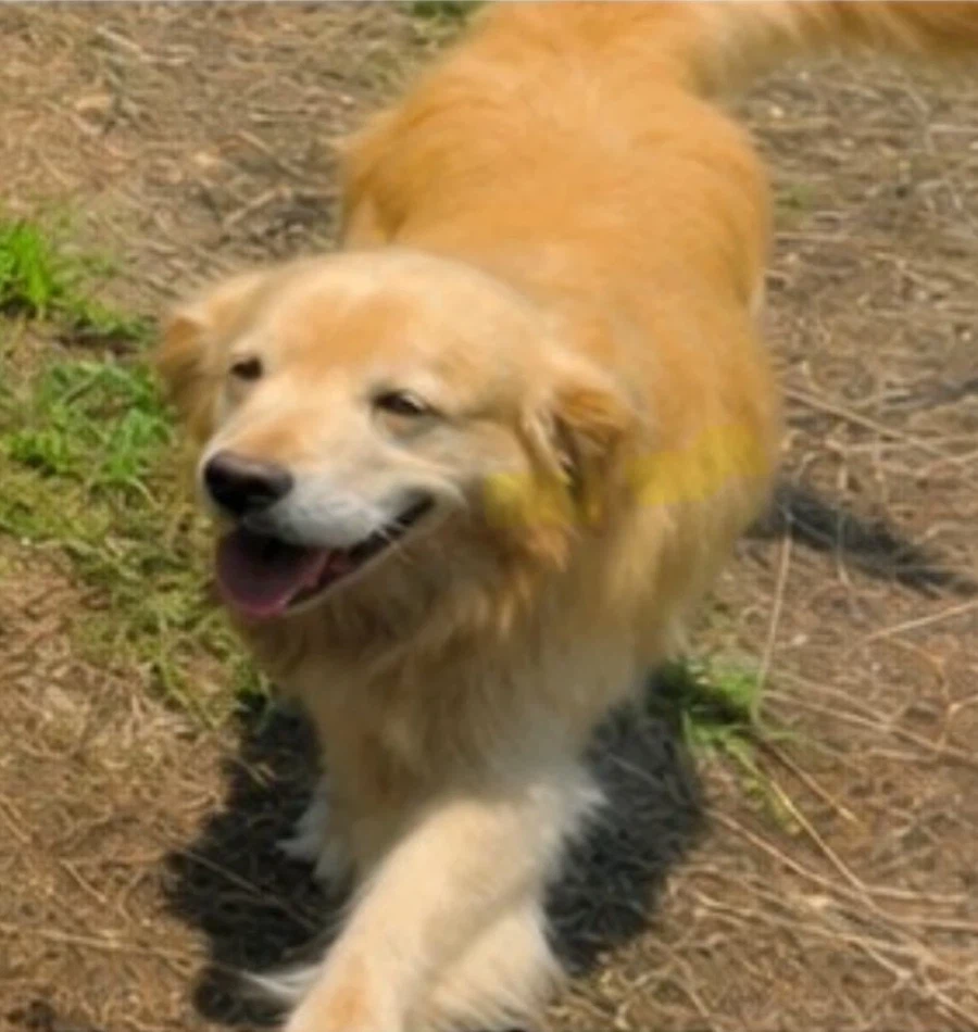 구글맵스 직원을 따라다닌 골댕이_1.webp