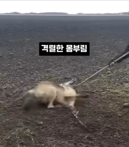 개를 발명하는 과정_5.webp