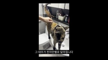 다시 한번 길고양이 문제에 대해 강하게 어필하는 유튜버 (※스압주의)_52.webp
