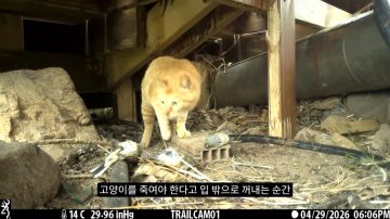 다시 한번 길고양이 문제에 대해 강하게 어필하는 유튜버 (※스압주의)_24.webp