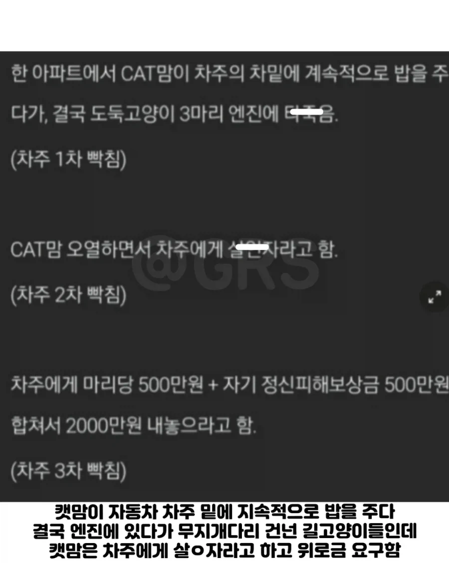 길고양이 차 보닛에서 죽자 차주에게 "2천만원" 청구한 캣맘.jpg_3.webp