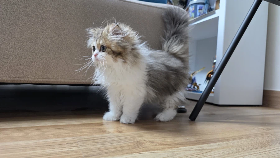 이 나이에 괭이 키우고 왜 육아를 어릴 때 하라는지 알았음_8.webp