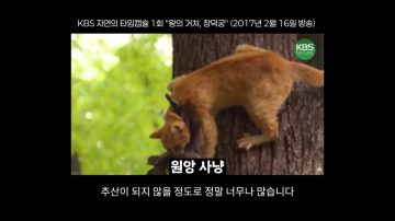 다시 한번 길고양이 문제에 대해 강하게 어필하는 유튜버 (※스압주의)_66.webp