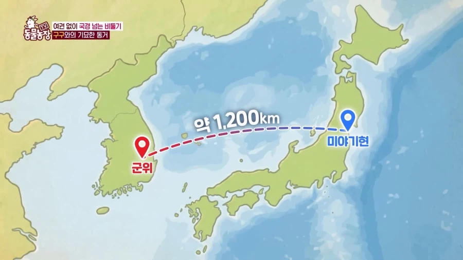 일본에서 1200km 를 날아서 한국으로 온 비둘기_10.webp