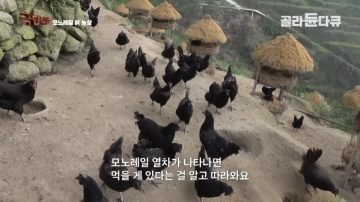 완전 동물복지 중국 닭 사육장_20.webp