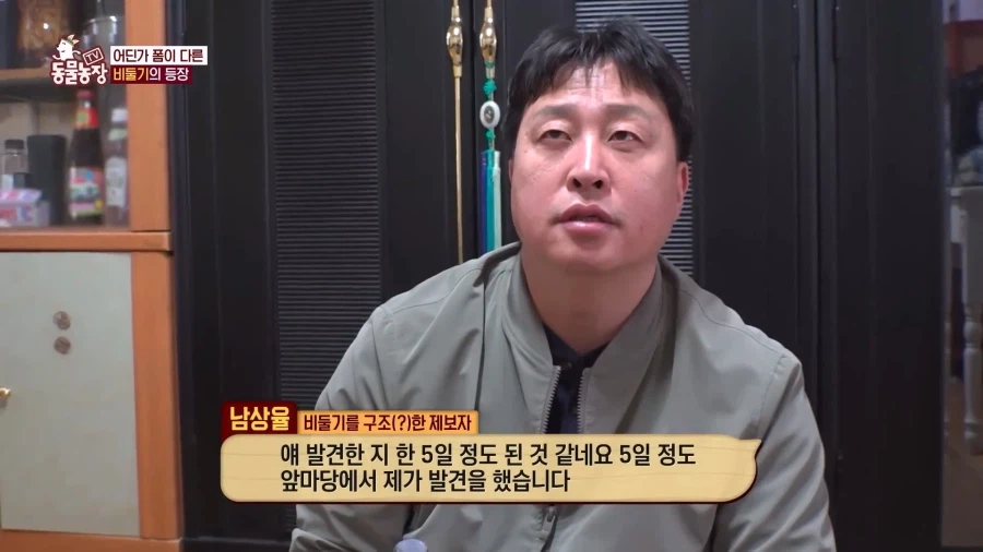일본에서 1200km 를 날아서 한국으로 온 비둘기_4.webp