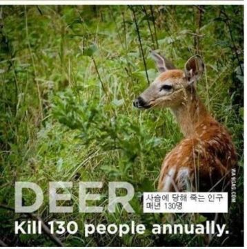 의외로 사람 많이 죽이는 동물_2.webp