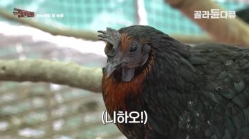 완전 동물복지 중국 닭 사육장_12.webp
