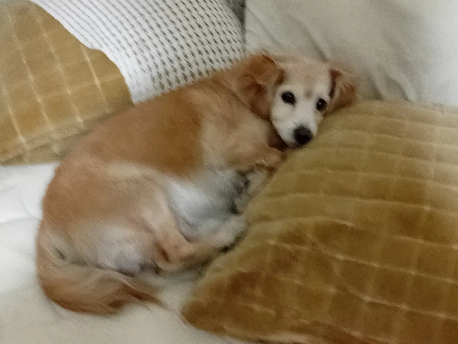우리집 댕댕이 성격 특이한 부분_3.webp