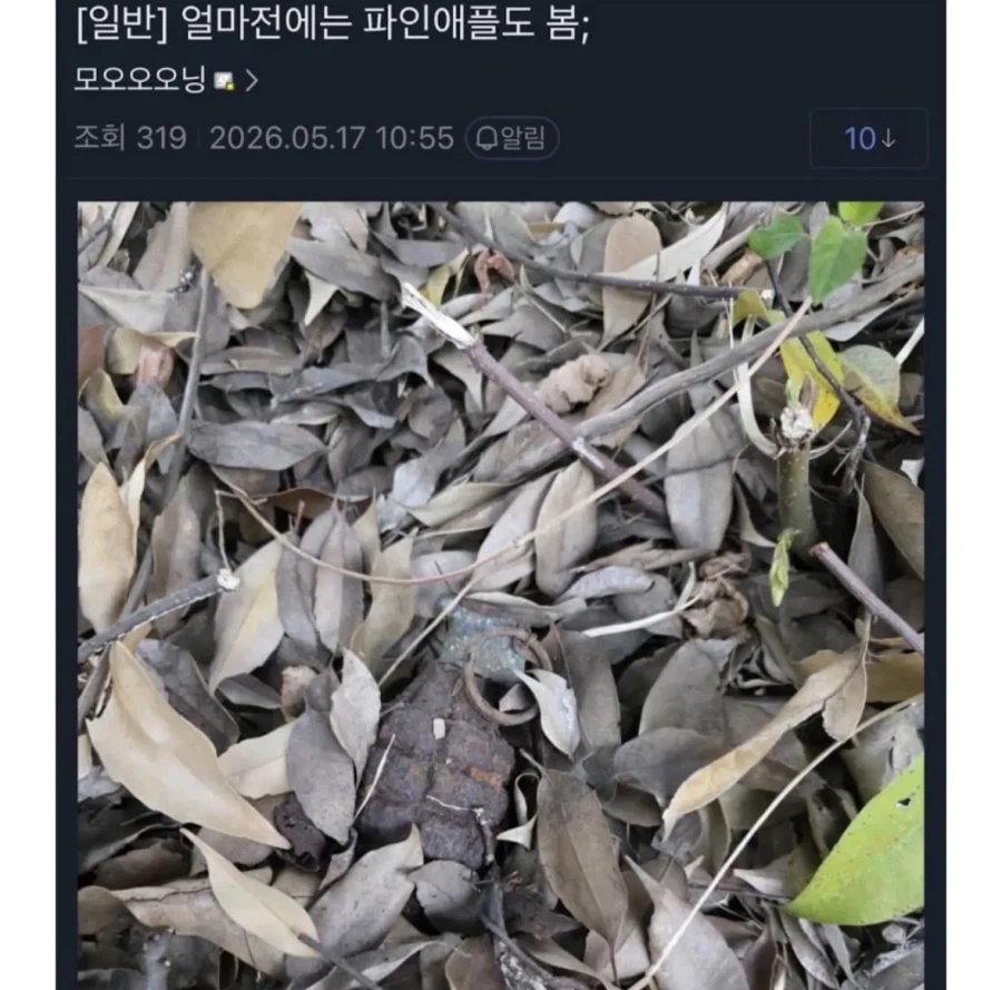 등산하다 이상한걸 발견한 디씨인_10.webp