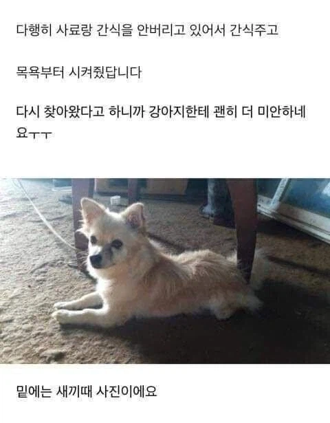 다른집에 분양보냈던 강아지가 집까지 찾아 왔네요 ㅜㅜ_3.webp