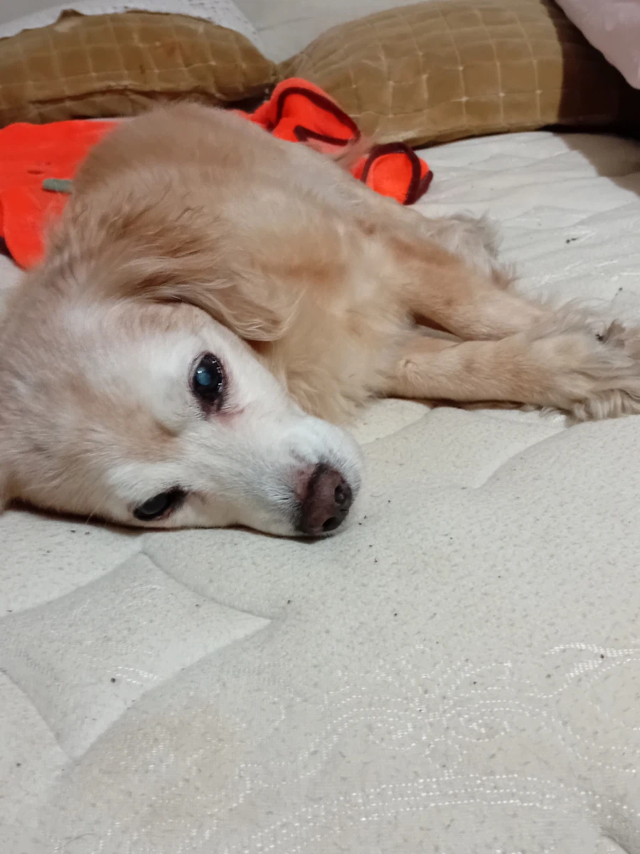 우리집 댕댕이 성격 특이한 부분_2.webp
