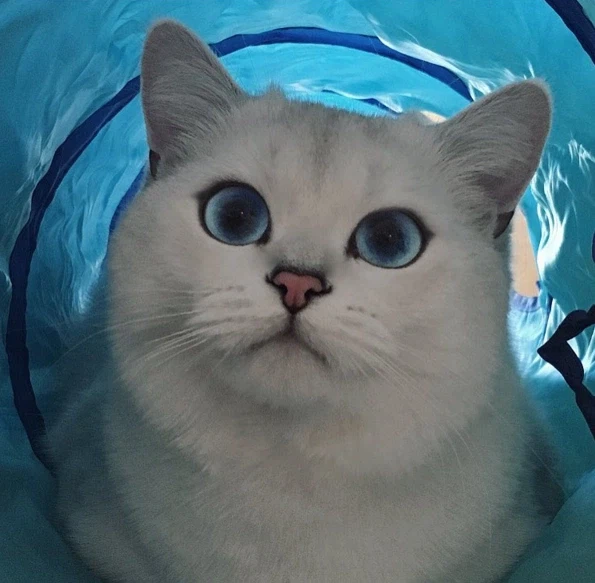 고양이 인스타 팔로워가 167만을 넘은 이유.jpg_6.webp