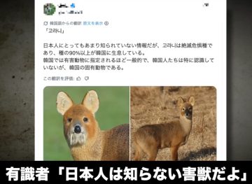 日 유튜버 "한국에 서식한다는 수수께끼의 생물 고라니" 일본반응_1.webp