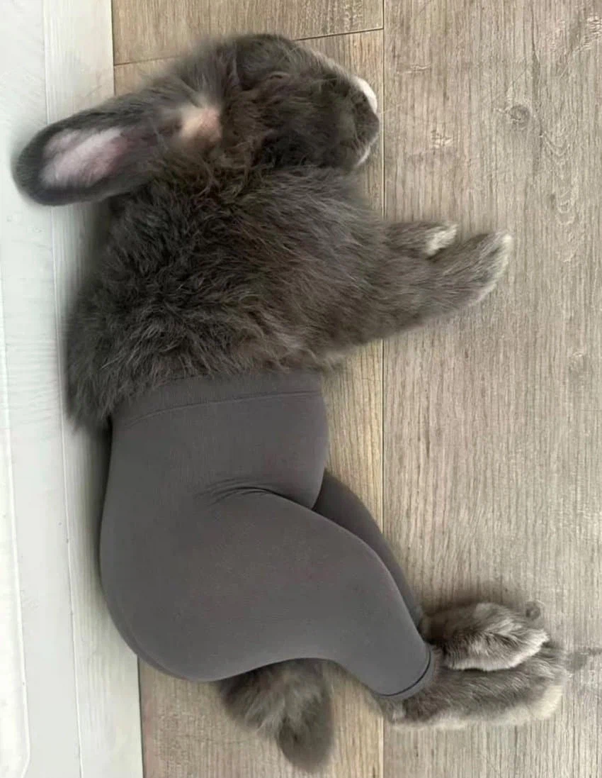 바니바니 진짜 바니_1.webp