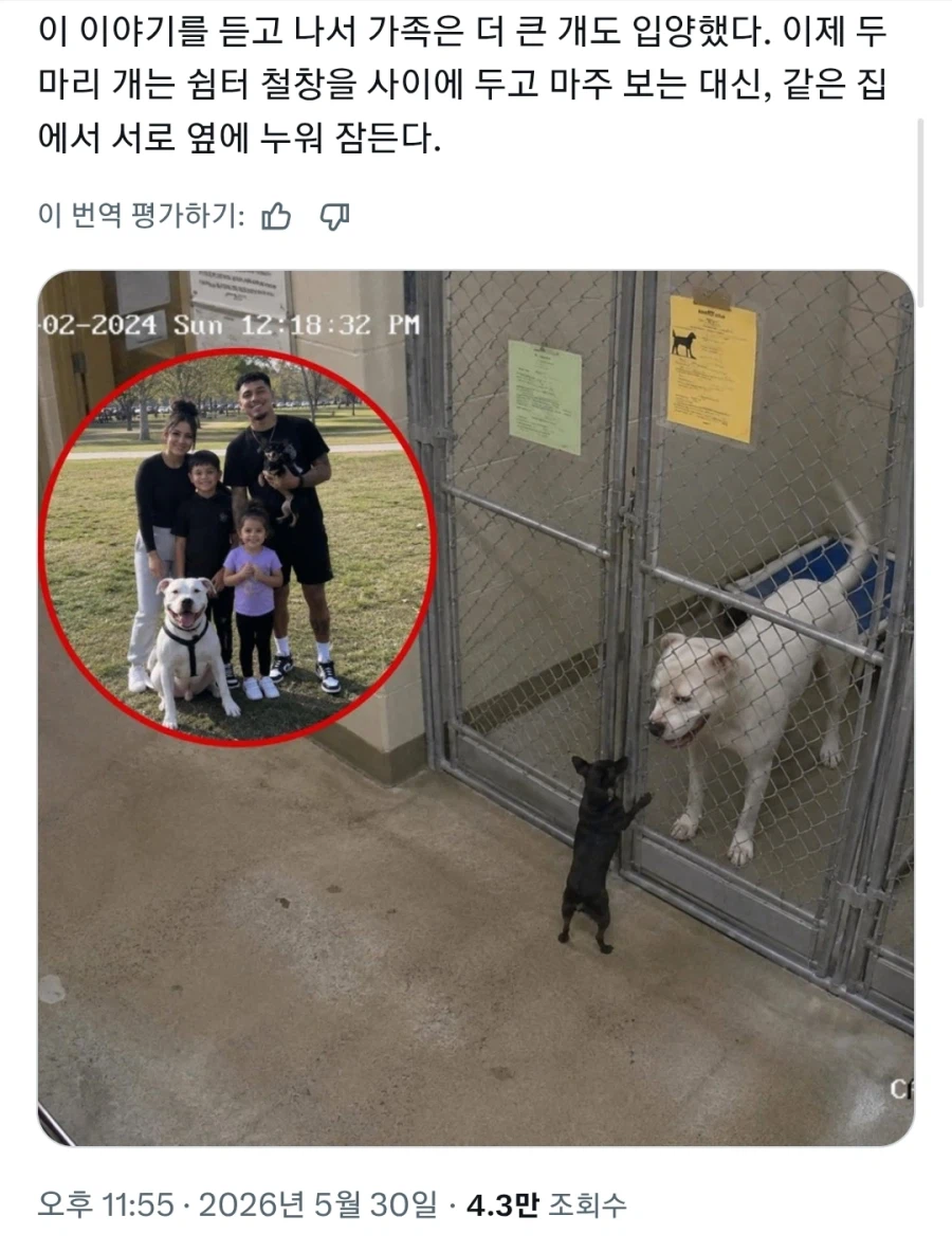 입양한 치와와가 새 집에서 도망친 이유_2.webp