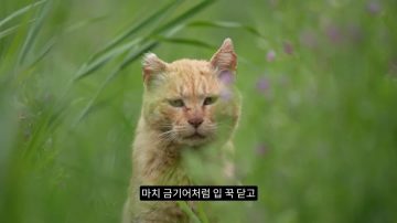 다시 한번 길고양이 문제에 대해 강하게 어필하는 유튜버 (※스압주의)_16.webp