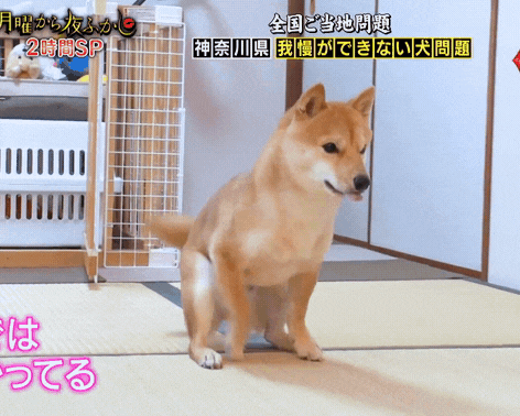 "기다려 기다려 기다려 시바 기다려 시바 기다려 시바 시바!"_2.gif