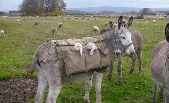 새끼양을 데리고 이동하는 법.jpg_1.webp