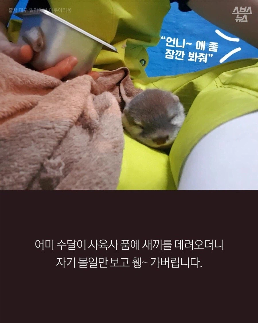 고양이 외에도 인간에게 새끼 맡기는 동물.JPG_2.webp