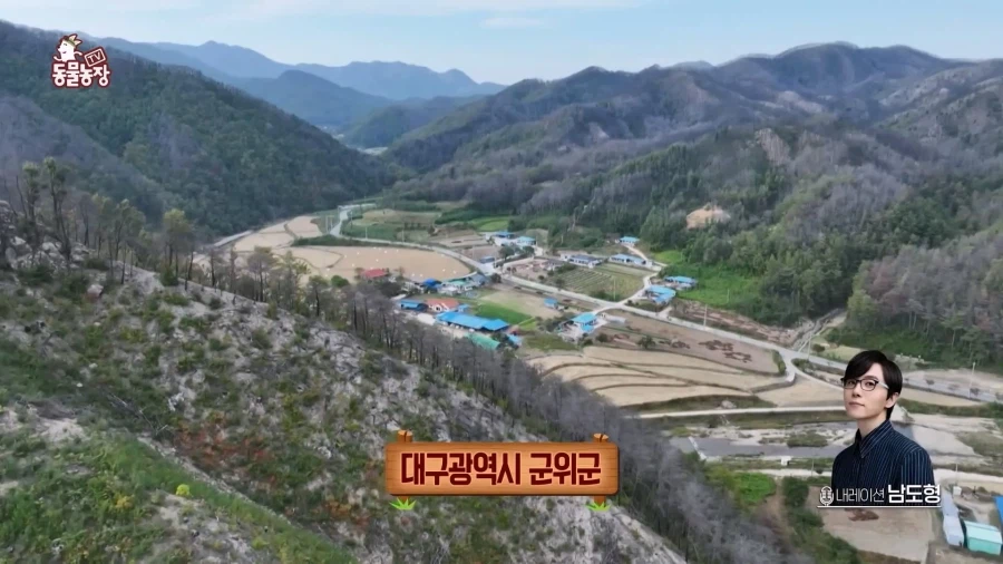 일본에서 1200km 를 날아서 한국으로 온 비둘기_1.webp