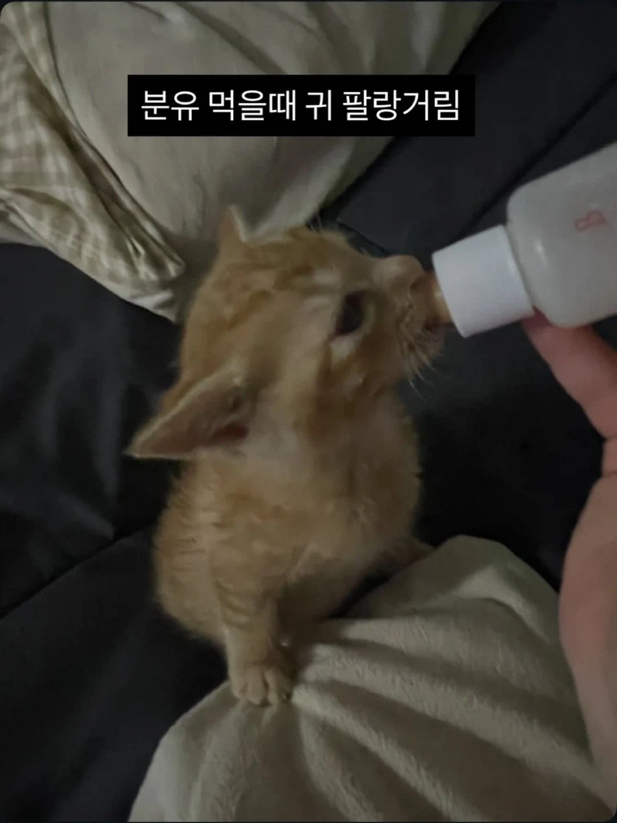 애기고양이 특징.jpg (유게법률 준수)_4.webp