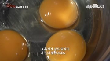 완전 동물복지 중국 닭 사육장_3.webp