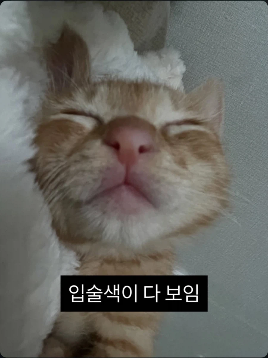 애기고양이 특징.jpg (유게법률 준수)_3.webp