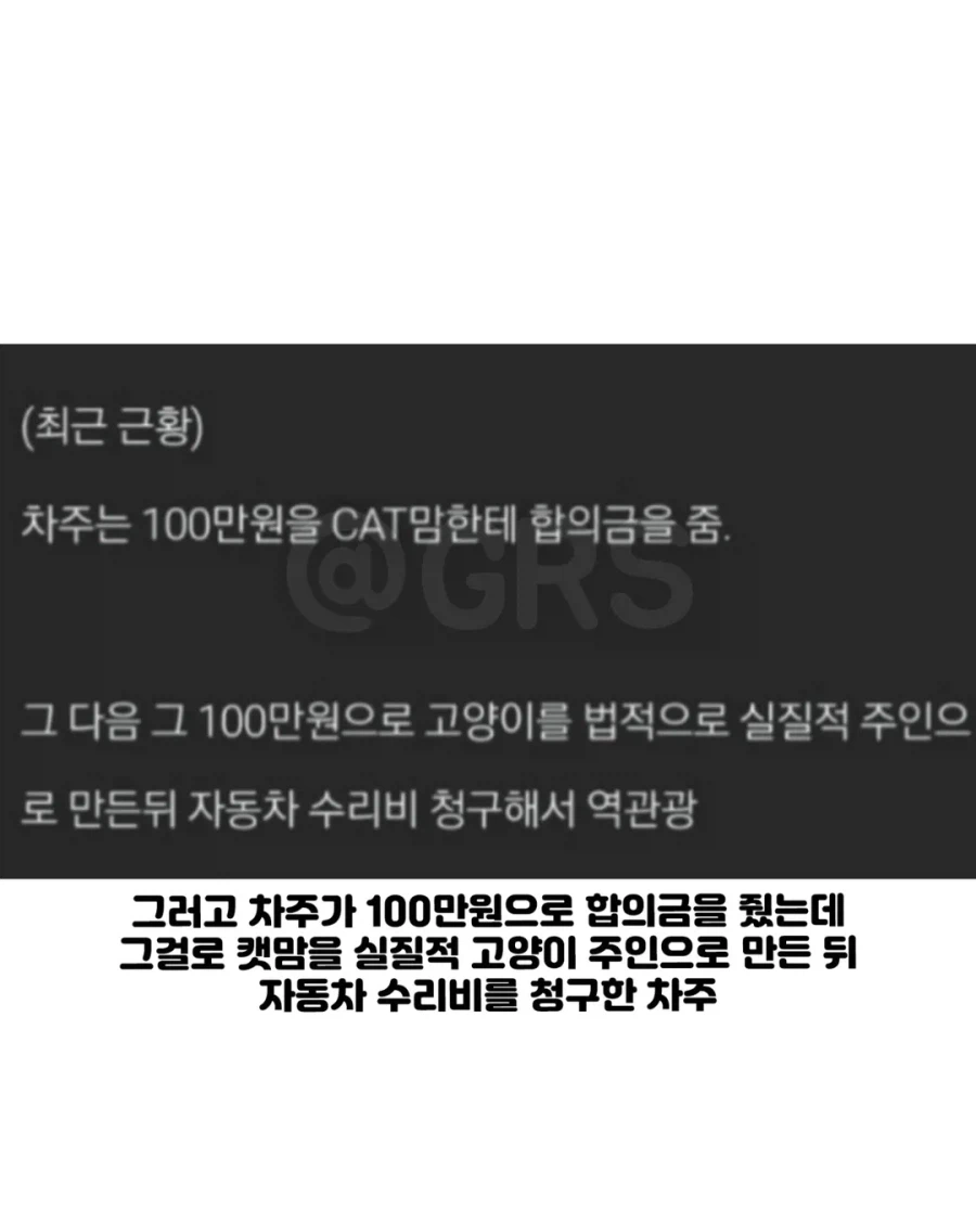 길고양이 차 보닛에서 죽자 차주에게 "2천만원" 청구한 캣맘.jpg_4.webp