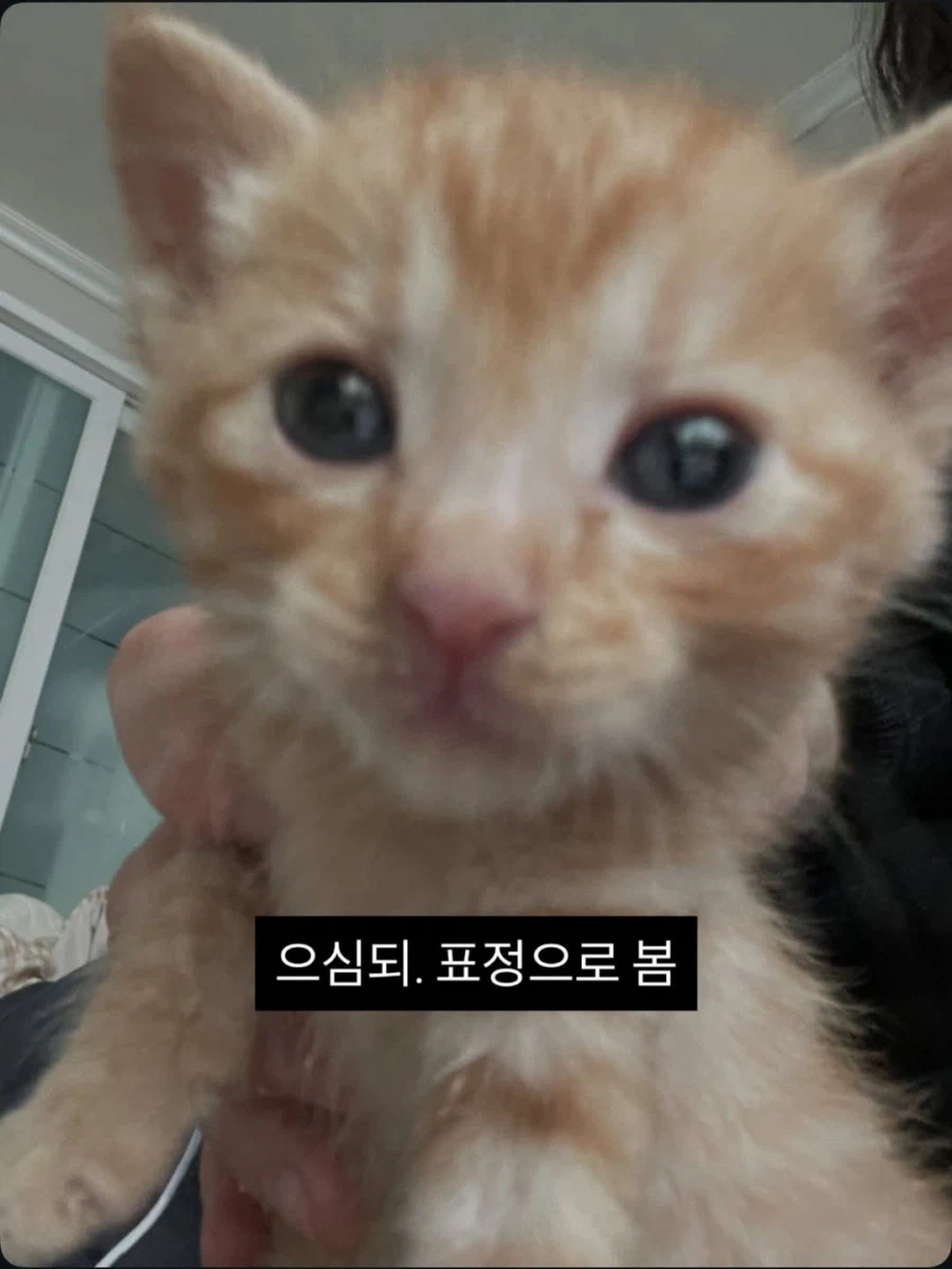 애기고양이 특징.jpg (유게법률 준수)_2.webp