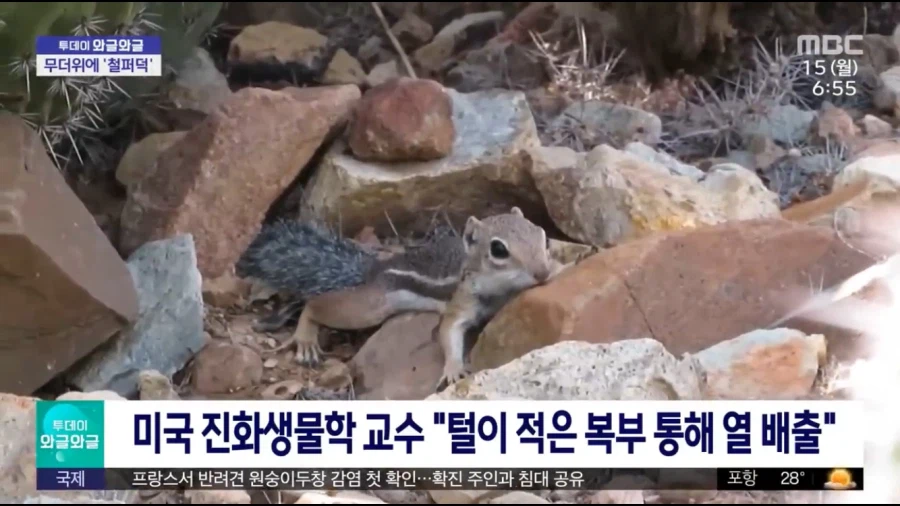 다람쥐가 배깔고 눕는 이유.jpg_2.webp