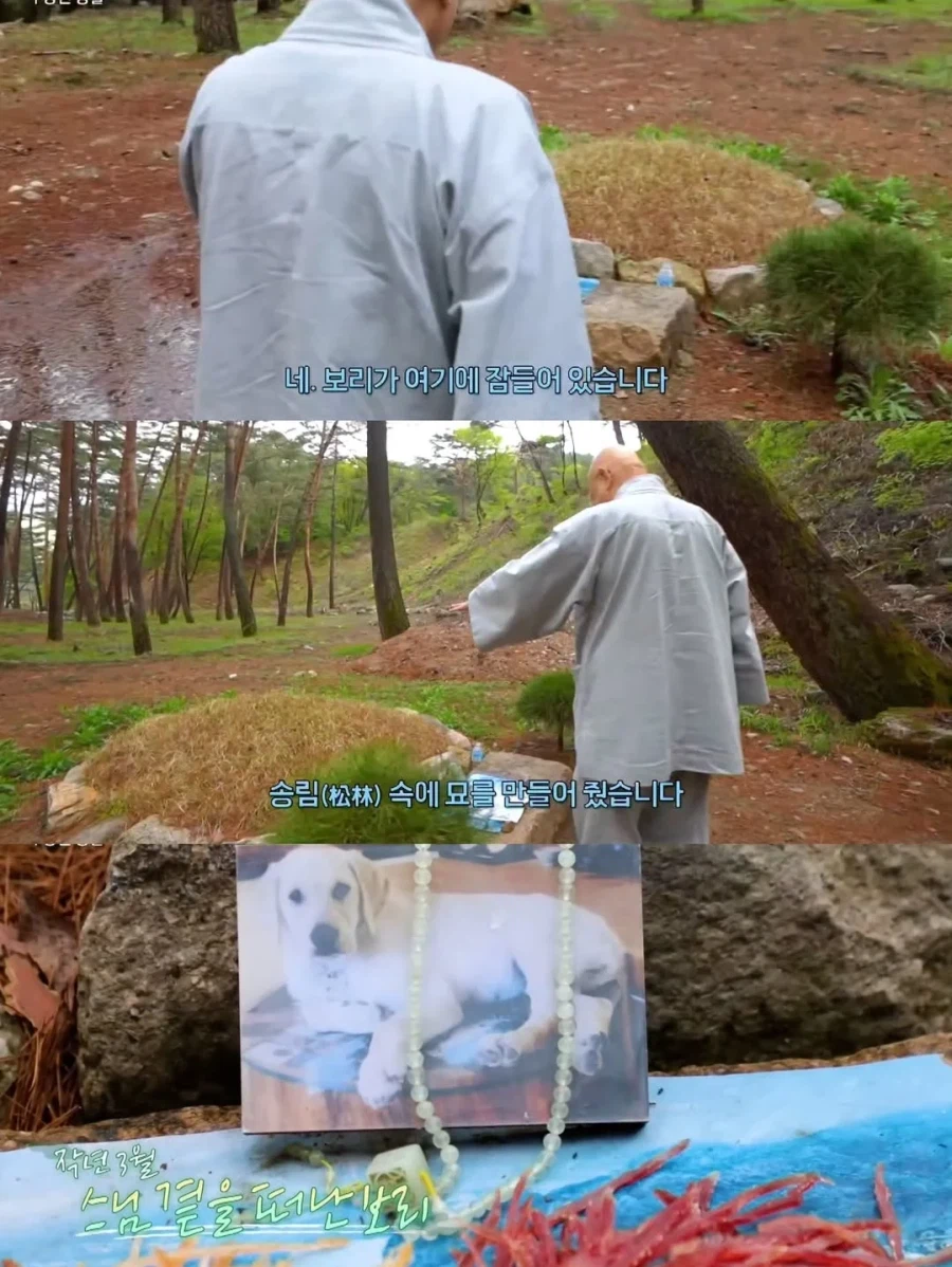 스님 머리 핥는 개로 유명했던 보리를 잊지 못하는 스님_4.webp