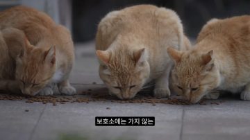 다시 한번 길고양이 문제에 대해 강하게 어필하는 유튜버 (※스압주의)_75.webp