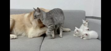 개삼촌 무서워하는 새끼냥들에게 숙련된 엄마냥이 시범 보여줌_5.webp
