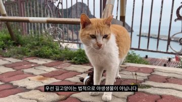 다시 한번 길고양이 문제에 대해 강하게 어필하는 유튜버 (※스압주의)_68.webp