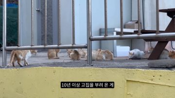 다시 한번 길고양이 문제에 대해 강하게 어필하는 유튜버 (※스압주의)_78.webp
