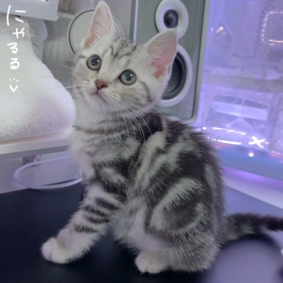 집에온지 3일차 아깽이_1.webp