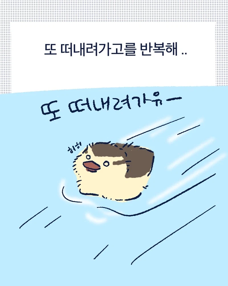 청계천 아기오리들.mp4_6.webp