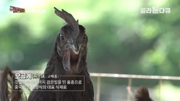 완전 동물복지 중국 닭 사육장_16.webp