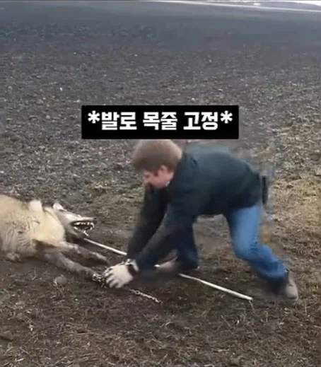 개를 발명하는 과정_7.webp
