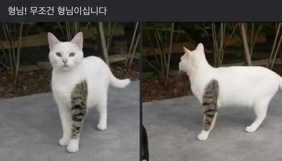문신 고양이 형님.jpg_1.webp