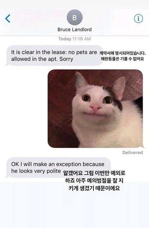 예쁜 고야옹이나 봐라_2.webp