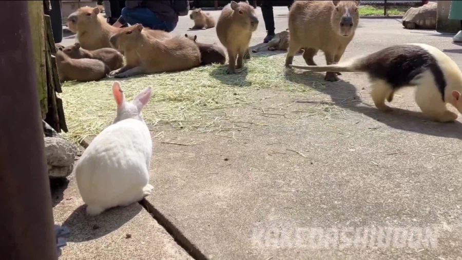 토끼를 위협중인 개미핥기_2.webp