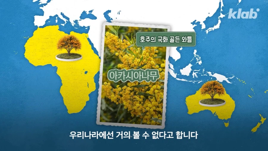 그동안 몰랐었던 아카시아 나무의 비밀_5.webp