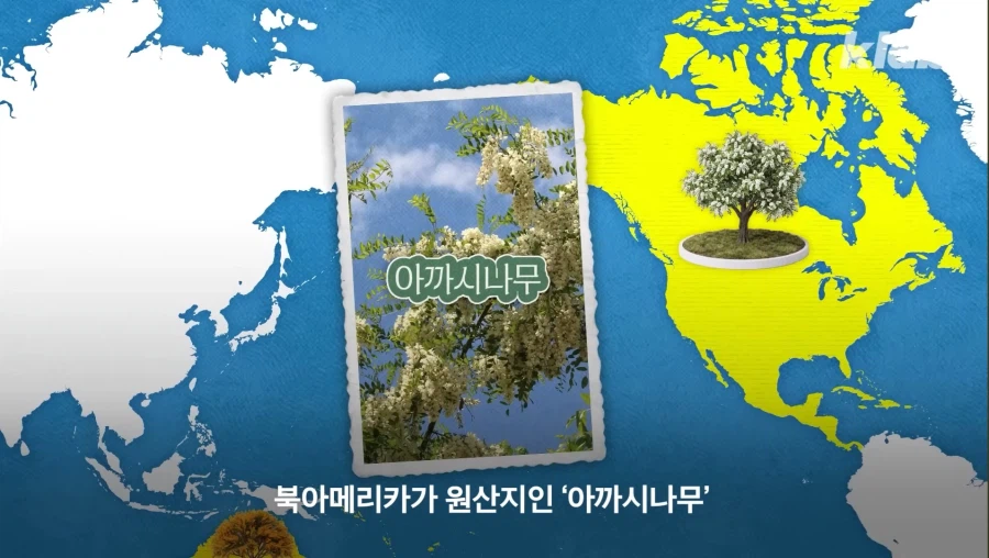 그동안 몰랐었던 아카시아 나무의 비밀_7.webp
