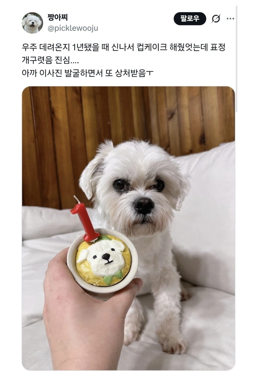 데려온지 1년됐을 때 신나서 컵케이크 해줬엇는데 표정 개구렷음 진심_1.webp