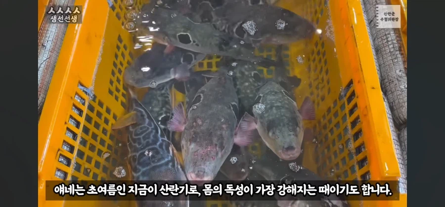 산란기의 복어독이 강하지만 상관없는이유_2.webp
