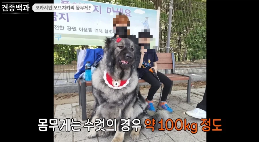 강형욱이 로트와일러 같은 맹견보다도 키우기 힘들다한 견종.JPG_4.webp