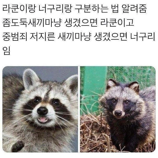 라쿤이랑 너구리 구별법_1.webp